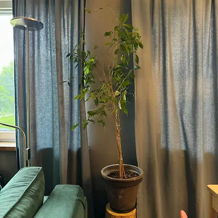 Little In Apartamento *