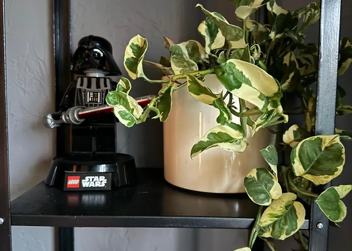 Little In Apartament *